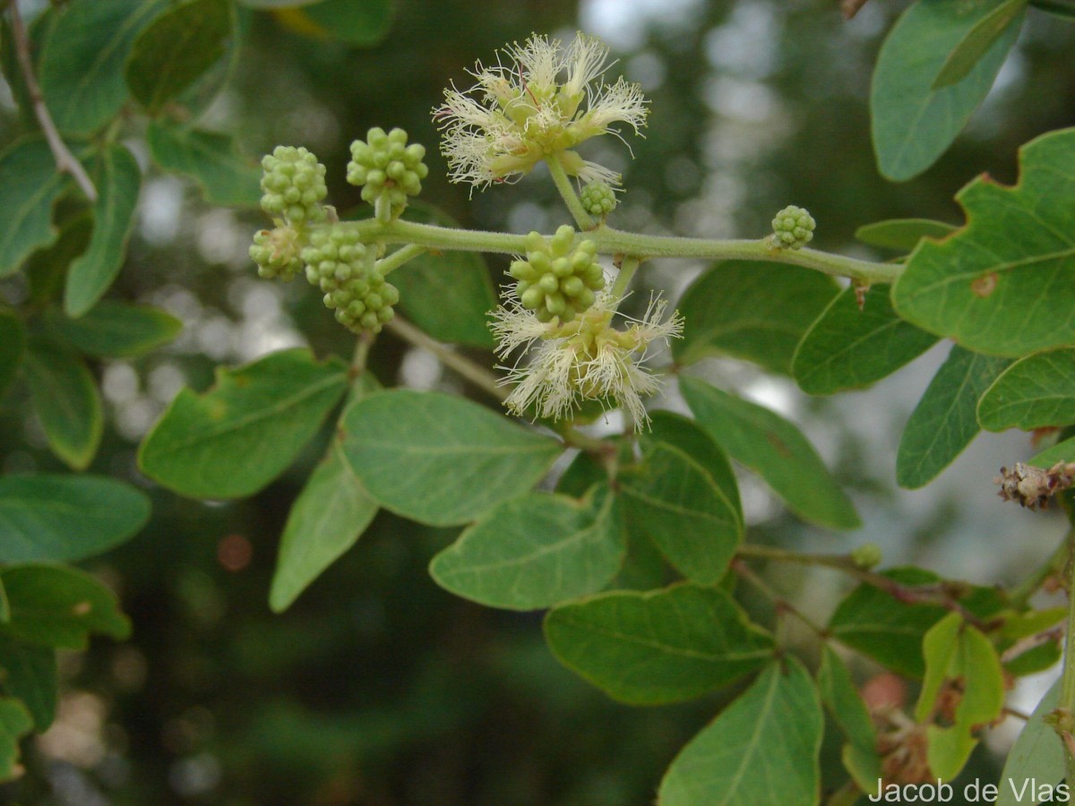 Pithecellobium dulce (Roxb.) Benth.